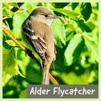 Alder Flycatcher